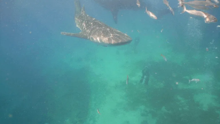 Requin Baleine Philippines - Shark Whale